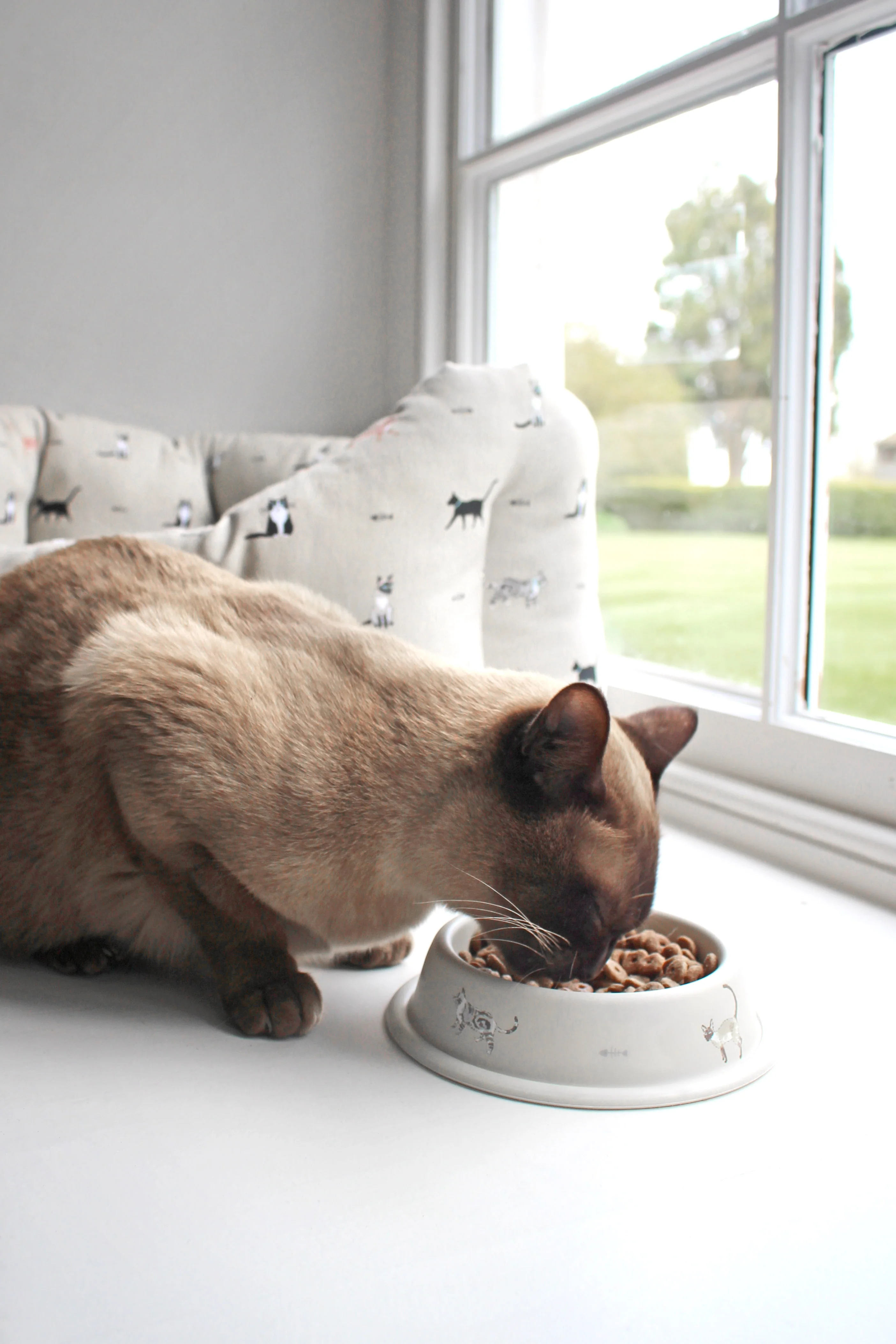 Sophie Allport Cat Bowl, Purrfect - Image 5