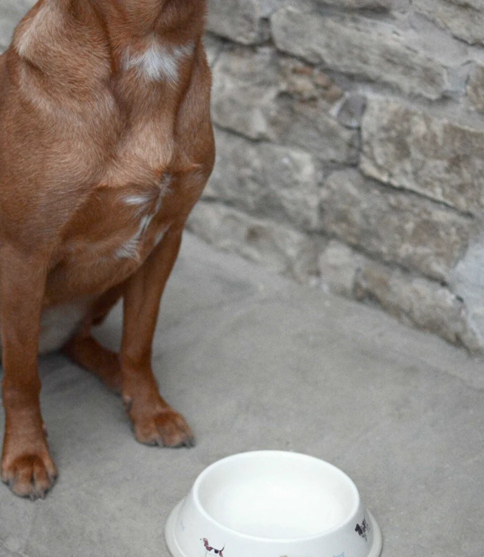 Sophie Allport Dog bowl ,Woof - Image 3