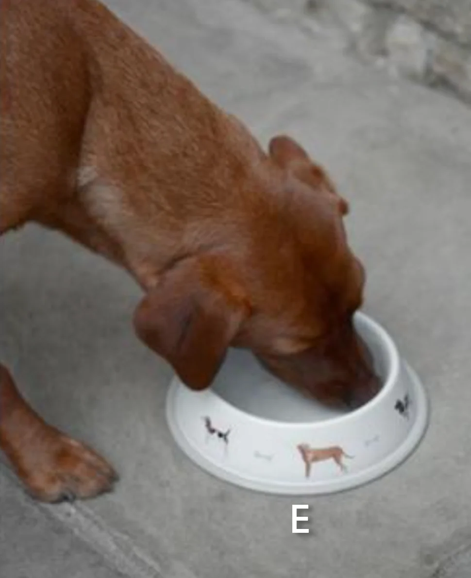 Sophie Allport Dog bowl ,Woof - Image 4