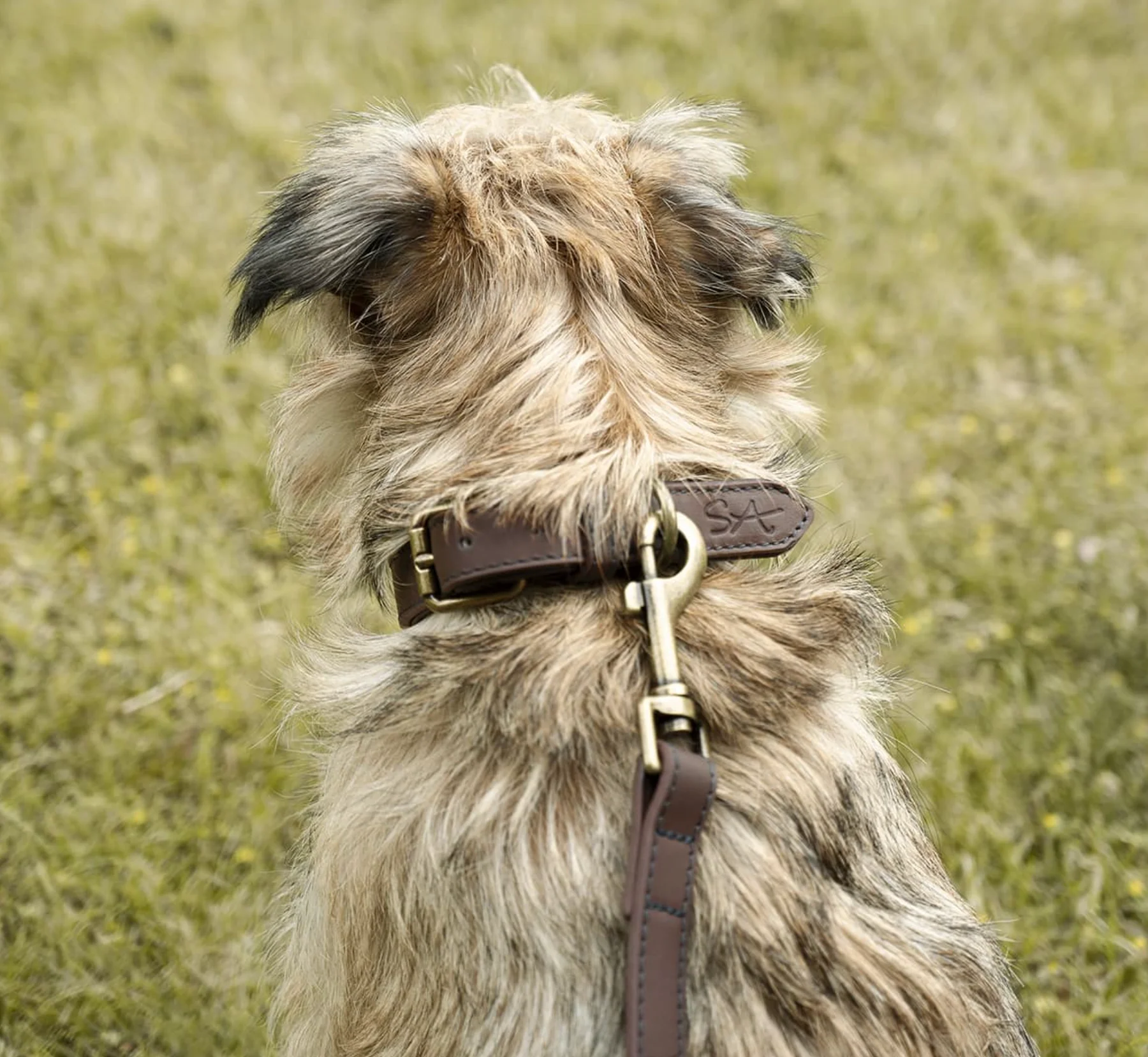 Sophie Allport Leather Dog Collar, Woof - Image 5