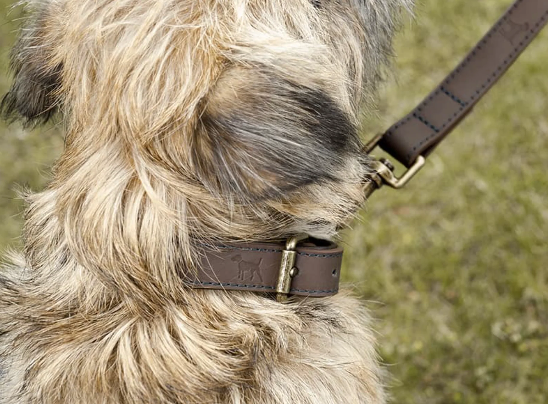 Sophie Allport Leather Dog Collar, Woof - Image 7
