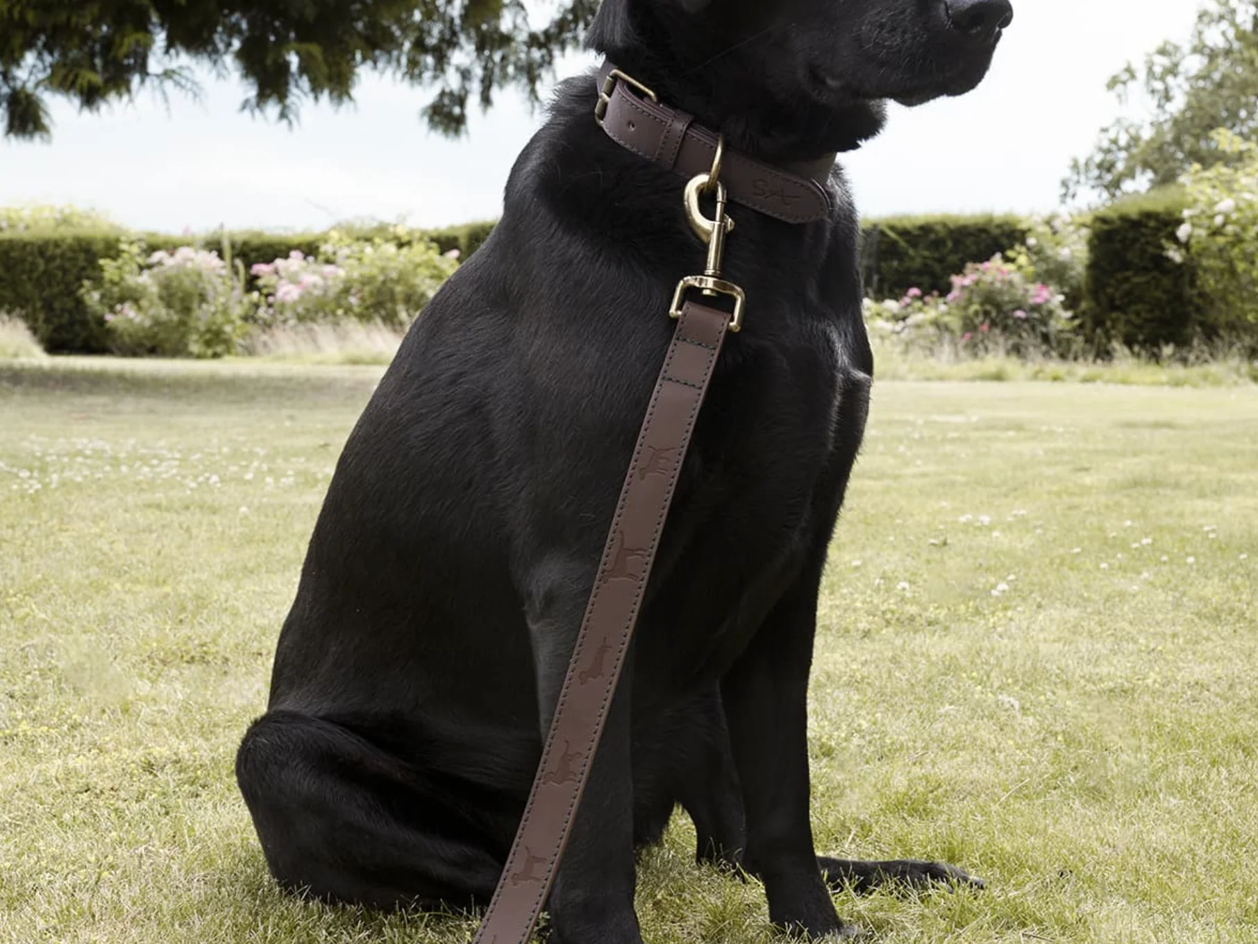 Sophie Allport Leather Dog Collar, Woof - Image 9