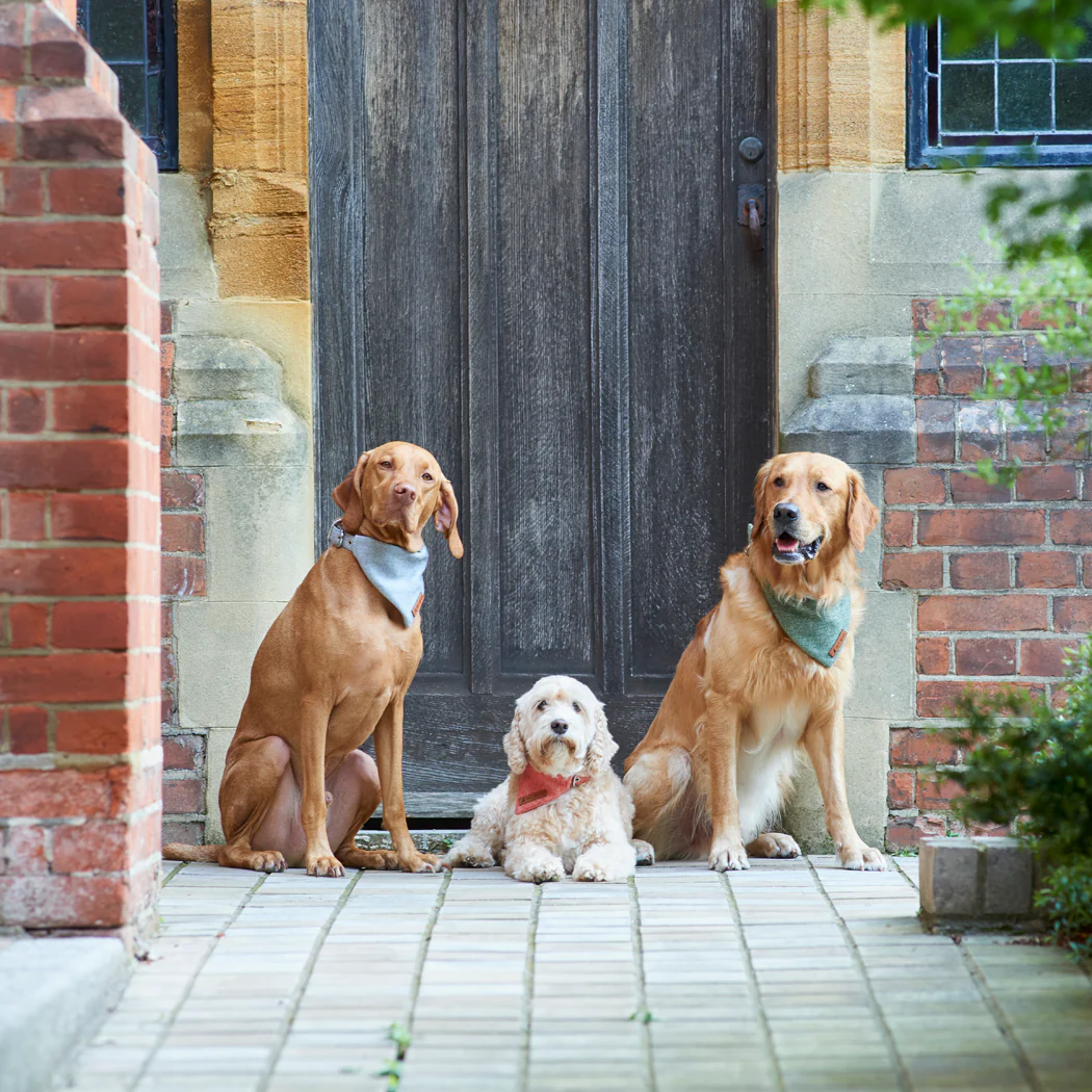 Sweet William Tweed Dog Bandana, Green - Image 6