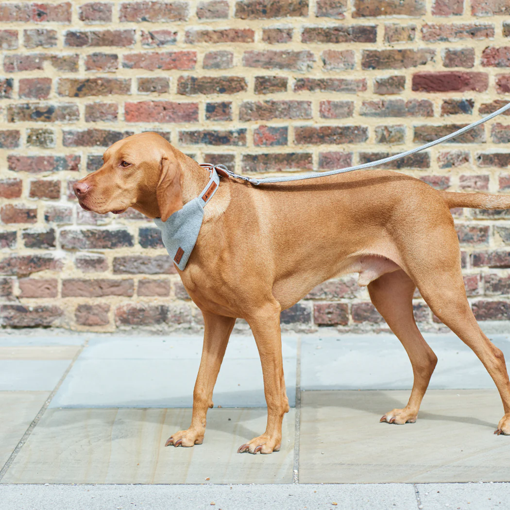 Sweet William Tweed Dog Bandana, Grey - Image 7