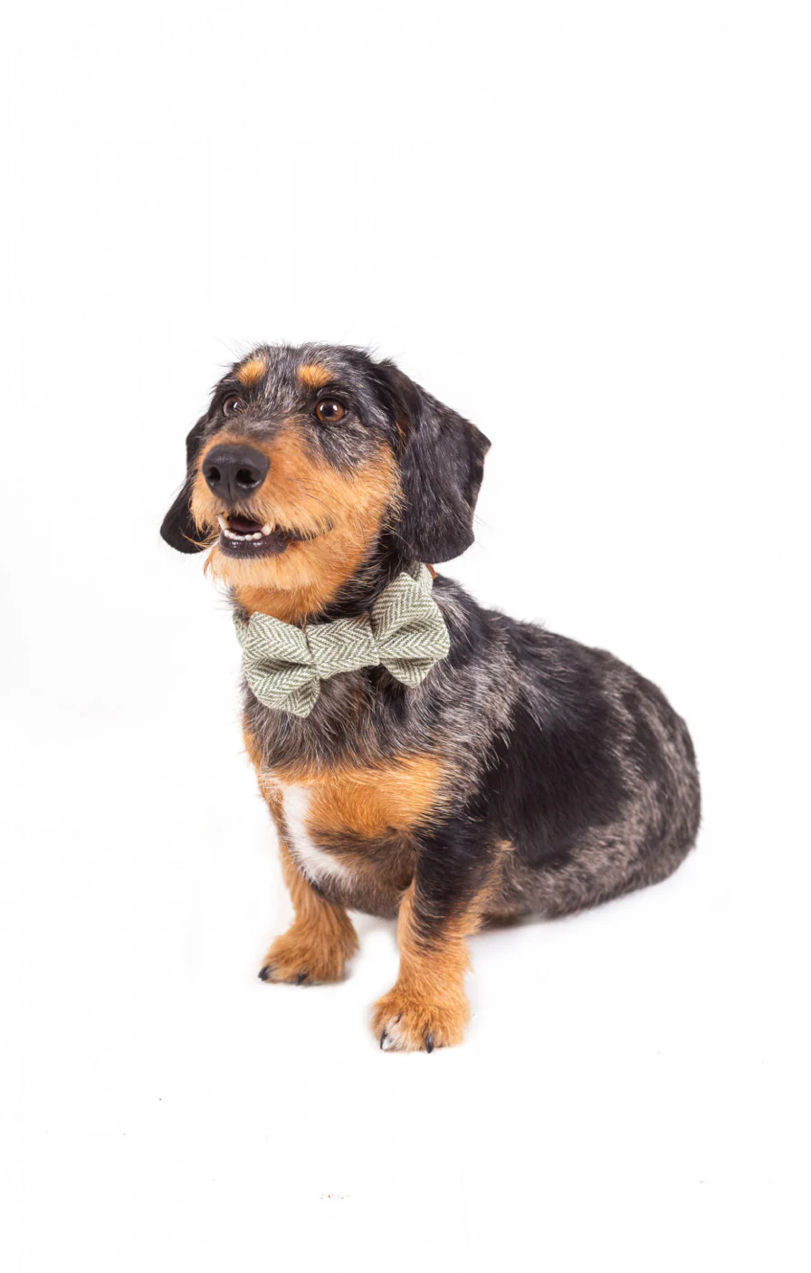 Tweedmill Rolled Tweed Dog Bow Tie, Silver Grey - Image 5