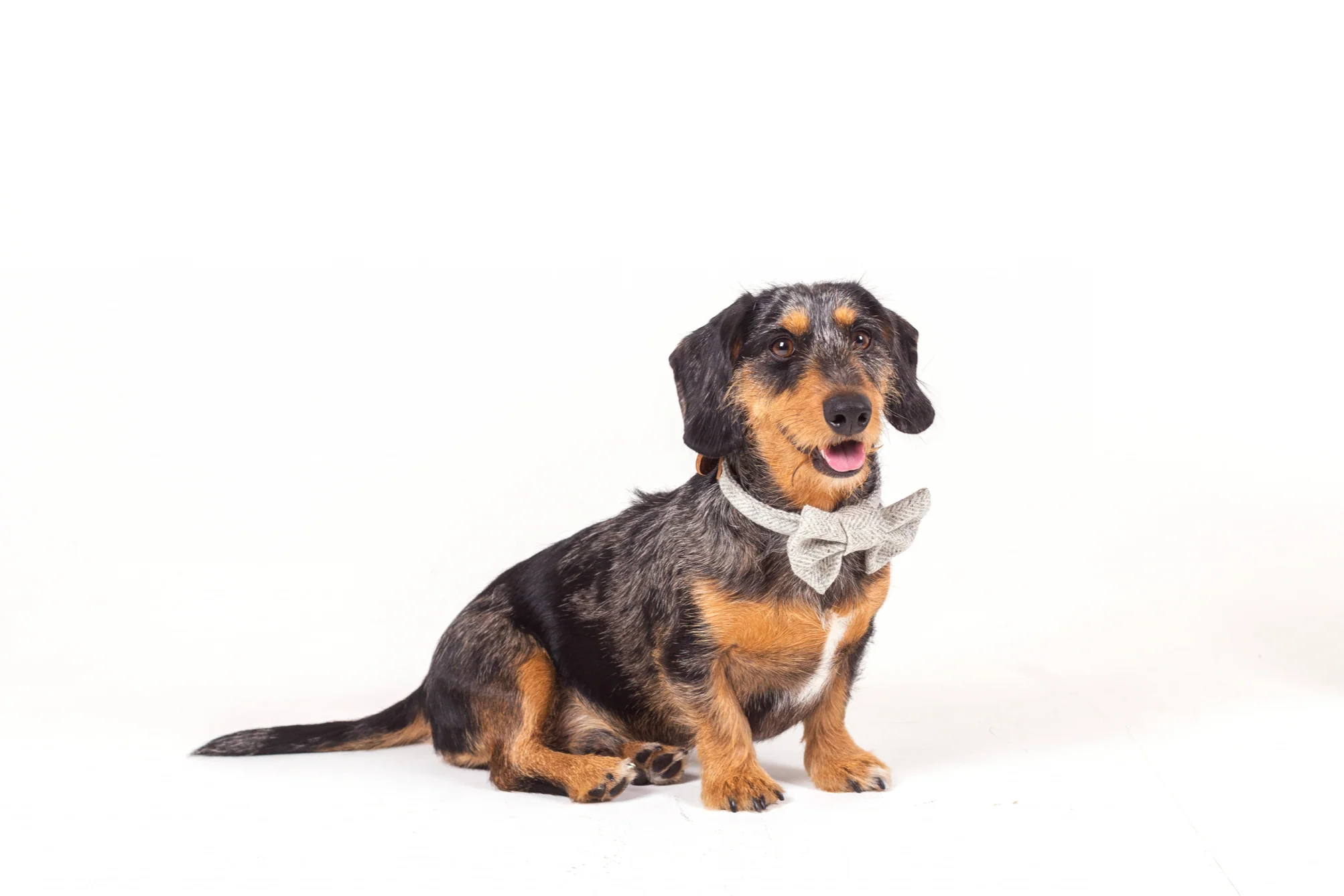 Tweedmill Rolled Tweed Dog Bow Tie, Silver Grey - Image 6