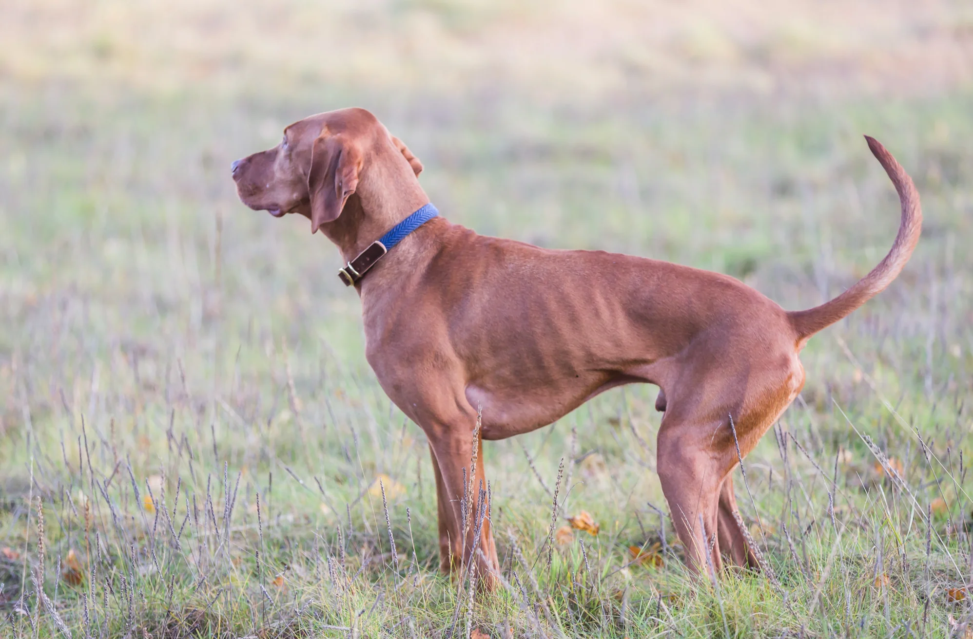 Tweedmill Rolled Tweed Dog Collar, Navy Blue - Image 6