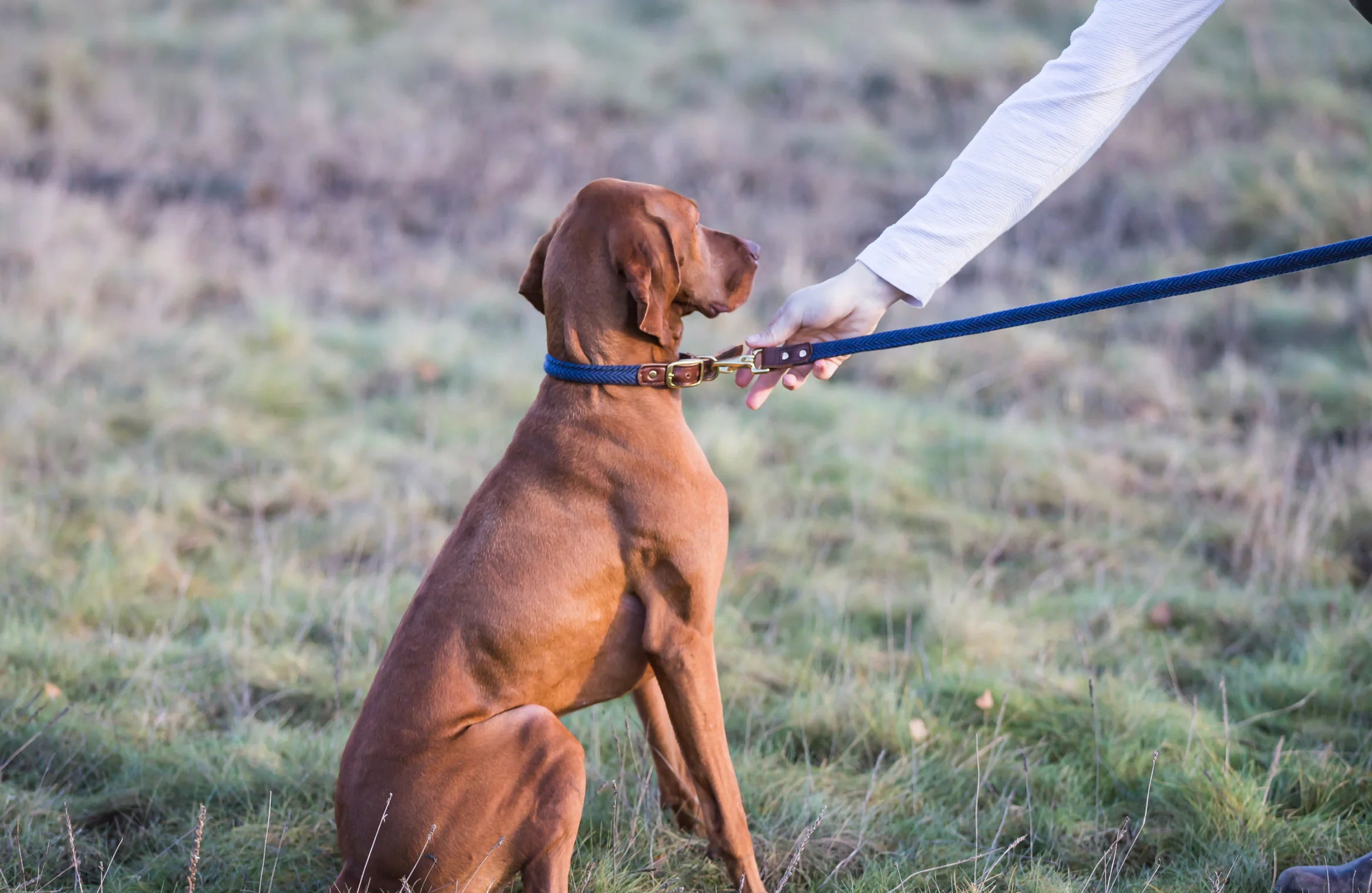 Tweedmill Rolled Tweed Dog Collar, Navy Blue - Image 7
