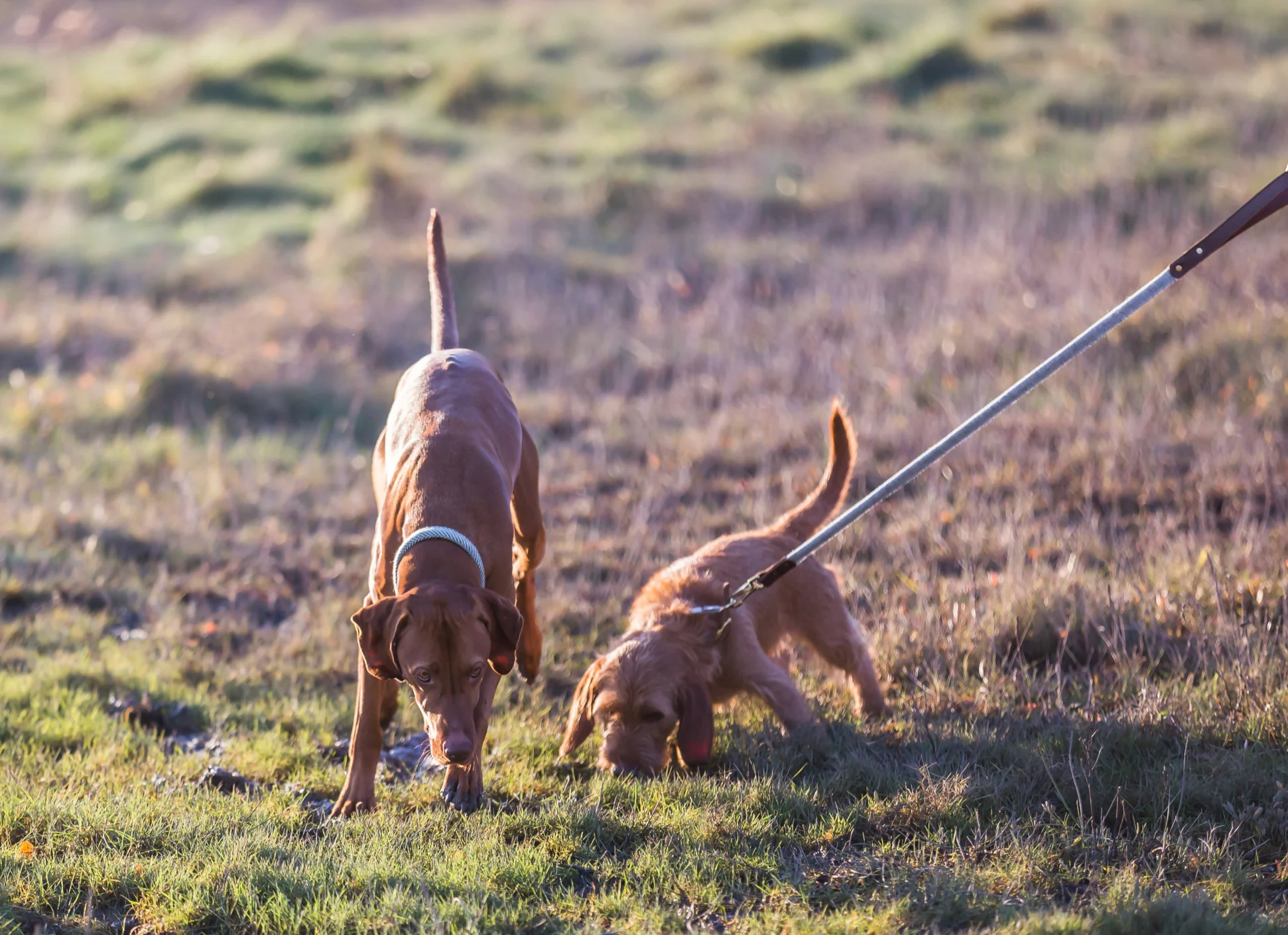 Tweedmill Rolled Tweed Dog Collar,Silver Grey - Image 5